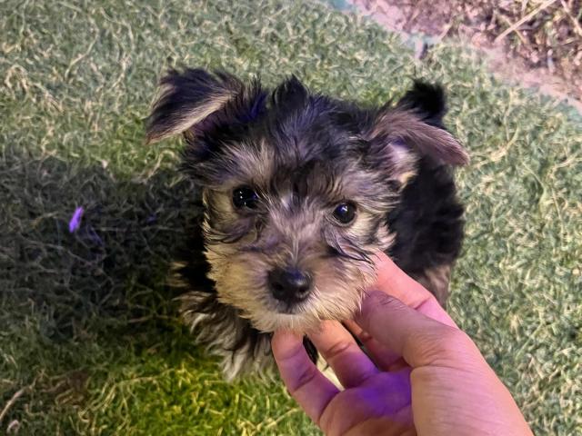 Chien yorkshire Chien yorkshire