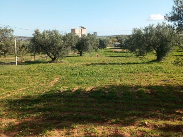 AV 6000m+50 oliviers à zaghouan 99958728 AV 6000m+50 oliviers à zaghouan 99958728
