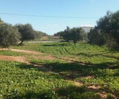 AV 6000m+50 oliviers à zaghouan 99958728