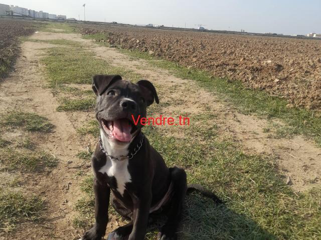 chien a vendre en tunisie pit bull chien a vendre en tunisie pit bull