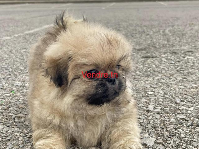 annonce pour Chiots Pékinois en tunisie annonce pour Chiots Pékinois en tunisie